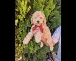 Labradoodle F1b preslatki štenci